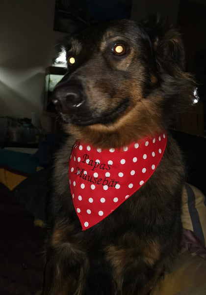 Hundehalstuch
